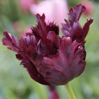 Bulbi de lalele - 14 buc - Tulipa 'Black Parrot' - Bulbi de flori - Violet