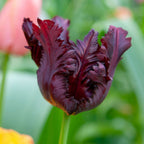 Bulbi de lalele - 14 buc - Tulipa 'Black Parrot' - Bulbi de flori - Violet