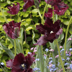Bulbi de lalele - 21 buc - Tulipa 'Black Parrot' - Bulbi de flori - Violet