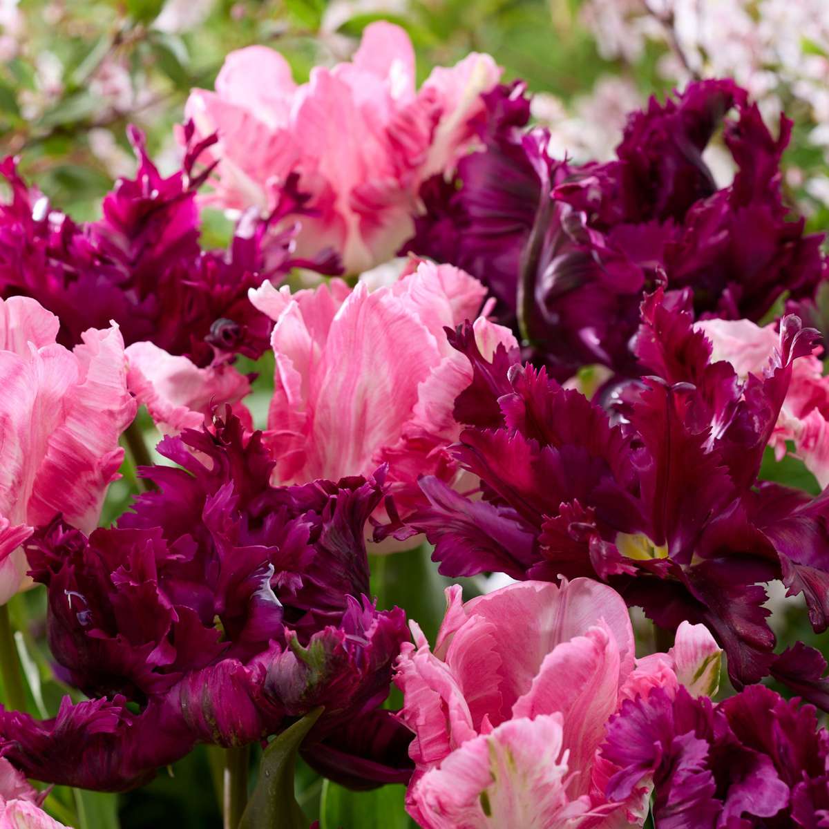 Bulbi de lalele - 14 buc - Tulipa 'Parrot Negrita' - Bulbi de flori - Violet