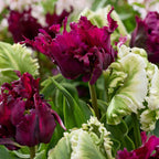 Bulbi de lalele - 14 buc - Tulipa 'Parrot Negrita' - Bulbi de flori - Violet