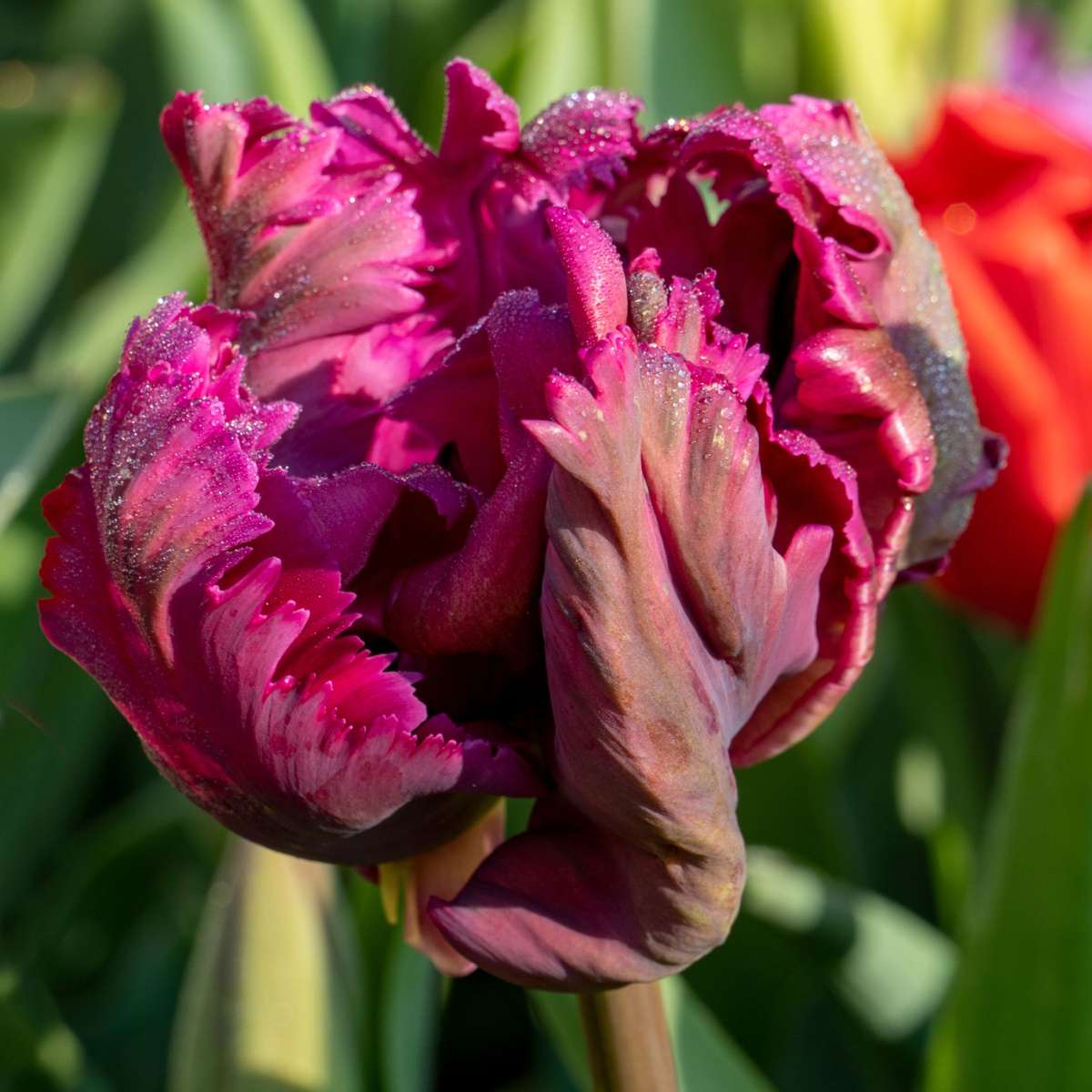 Bulbi de lalele - 14 buc - Tulipa 'Parrot Negrita' - Bulbi de flori - Violet