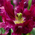 Bulbi de lalele - 14 buc - Tulipa 'Parrot Negrita' - Bulbi de flori - Violet