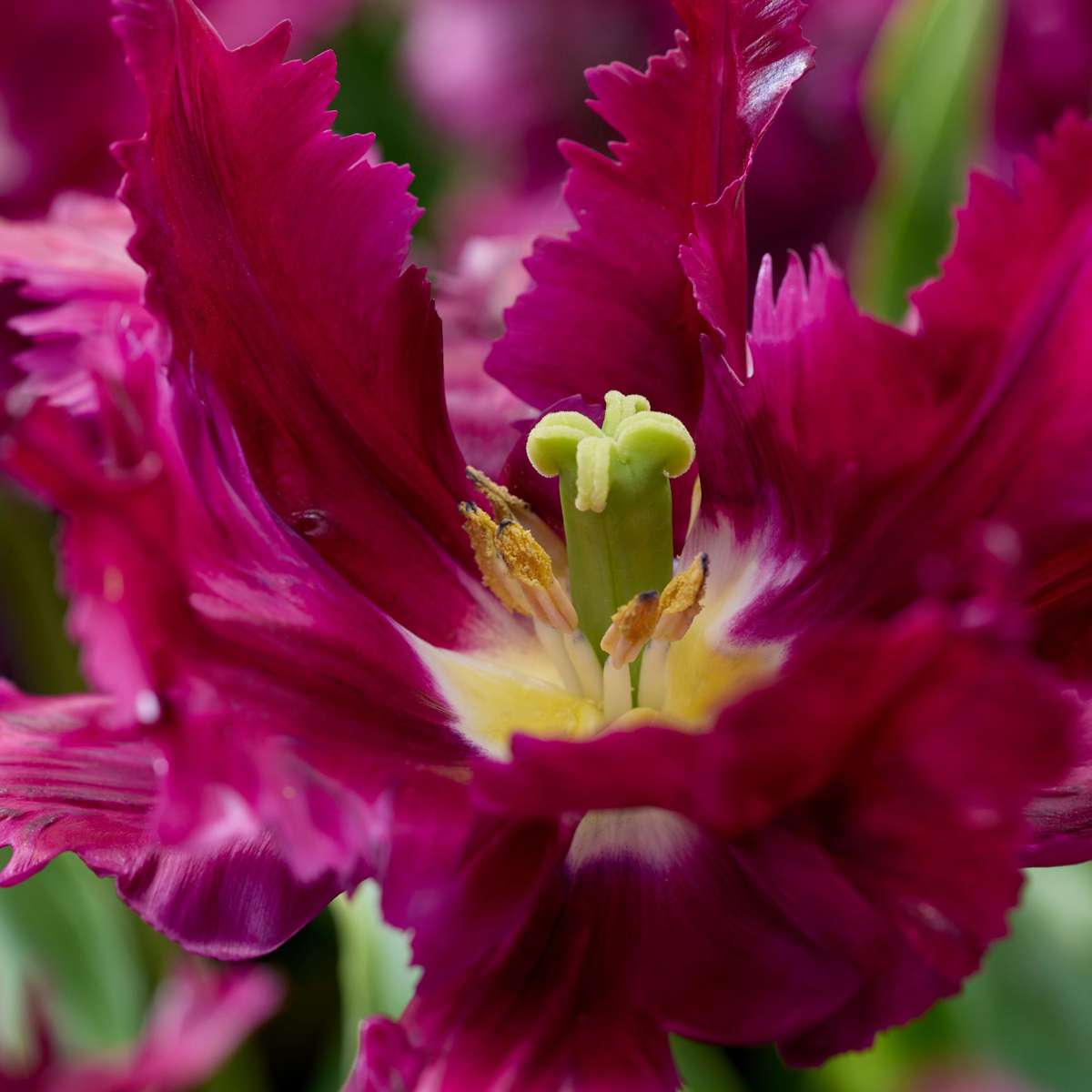 Bulbi de lalele - 14 buc - Tulipa 'Parrot Negrita' - Bulbi de flori - Violet