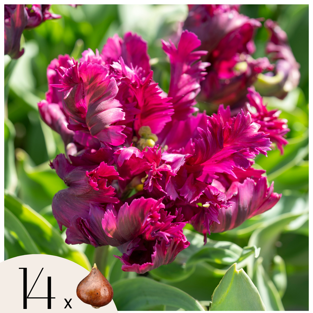 Bulbi de lalele - 14 buc - Tulipa 'Parrot Negrita' - Bulbi de flori - Violet