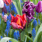 Bulbi de lalele - 15 buc - Tulipa 'Rasta Parrot' - Bulbi de flori - Alb