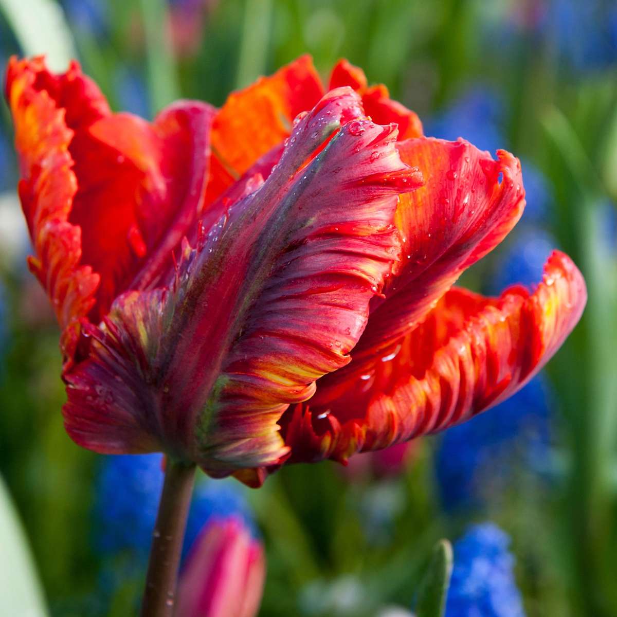 Bulbi de lalele - 15 buc - Tulipa 'Rasta Parrot' - Bulbi de flori - Alb