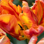 Bulbi de lalele - 15 buc - Tulipa 'Rasta Parrot' - Bulbi de flori - Alb