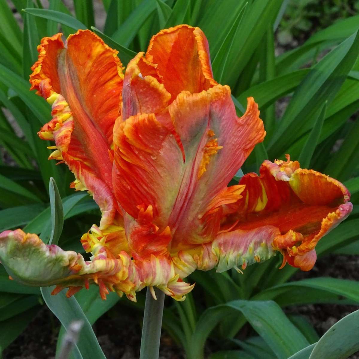 Bulbi de lalele - 15 buc - Tulipa 'Rasta Parrot' - Bulbi de flori - Alb