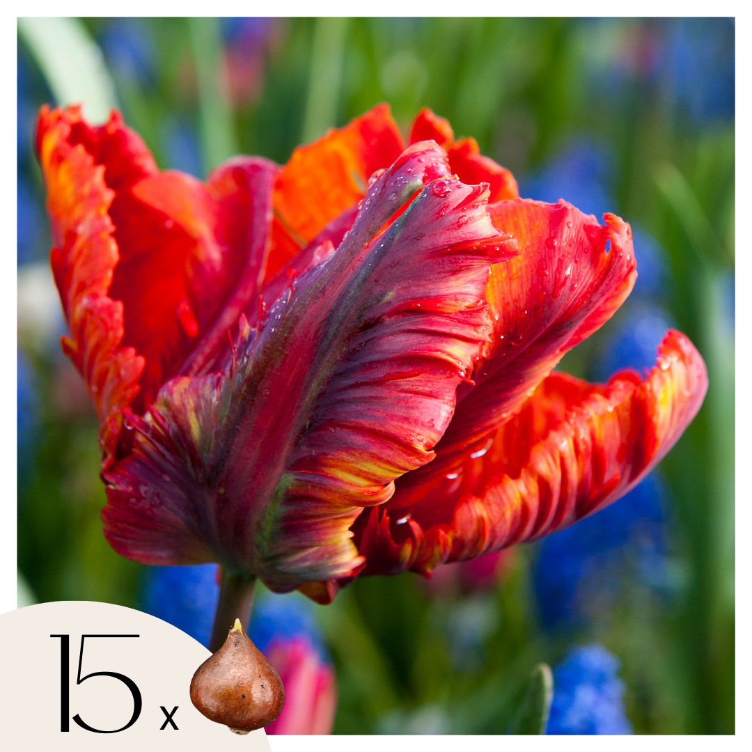Bulbi de lalele - 15 buc - Tulipa 'Rasta Parrot' - Bulbi de flori - Alb