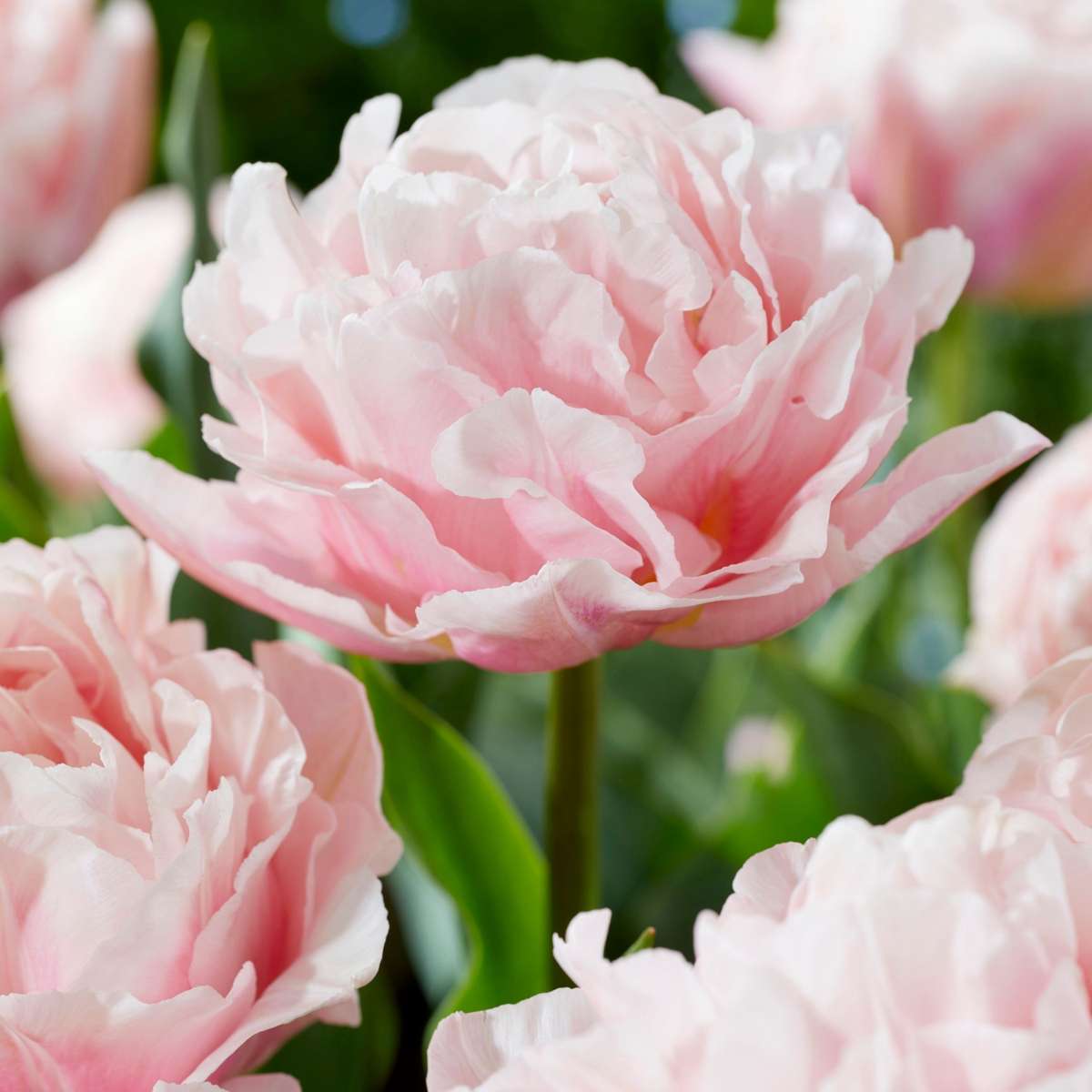 Bulbi de lalele - 25 buc - Tulipa 'Dreamer' - Bulbi de flori - Roz