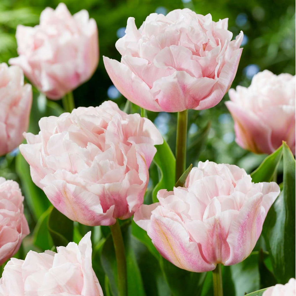 Bulbi de lalele - 15 buc - Tulipa 'Dreamer' - Bulbi de flori - Roz