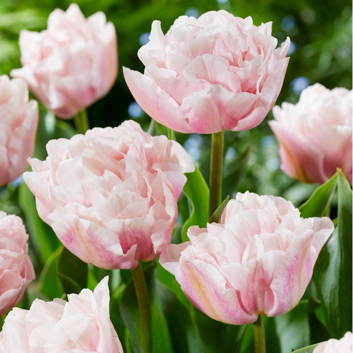 Bulbi de lalele - 25 buc - Tulipa 'Dreamer' - Bulbi de flori - Roz