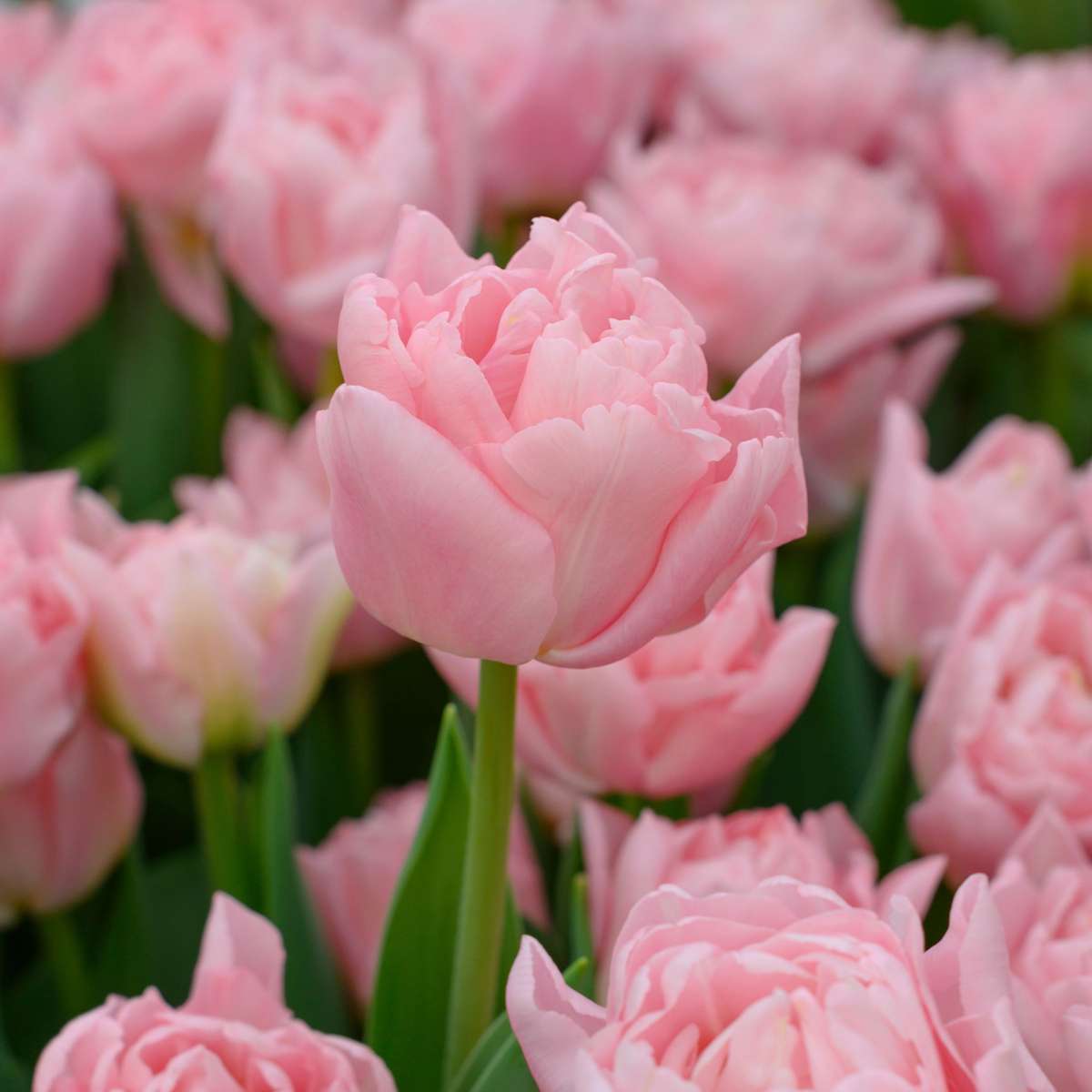 Bulbi de lalele - 25 buc - Tulipa 'Dreamer' - Bulbi de flori - Roz