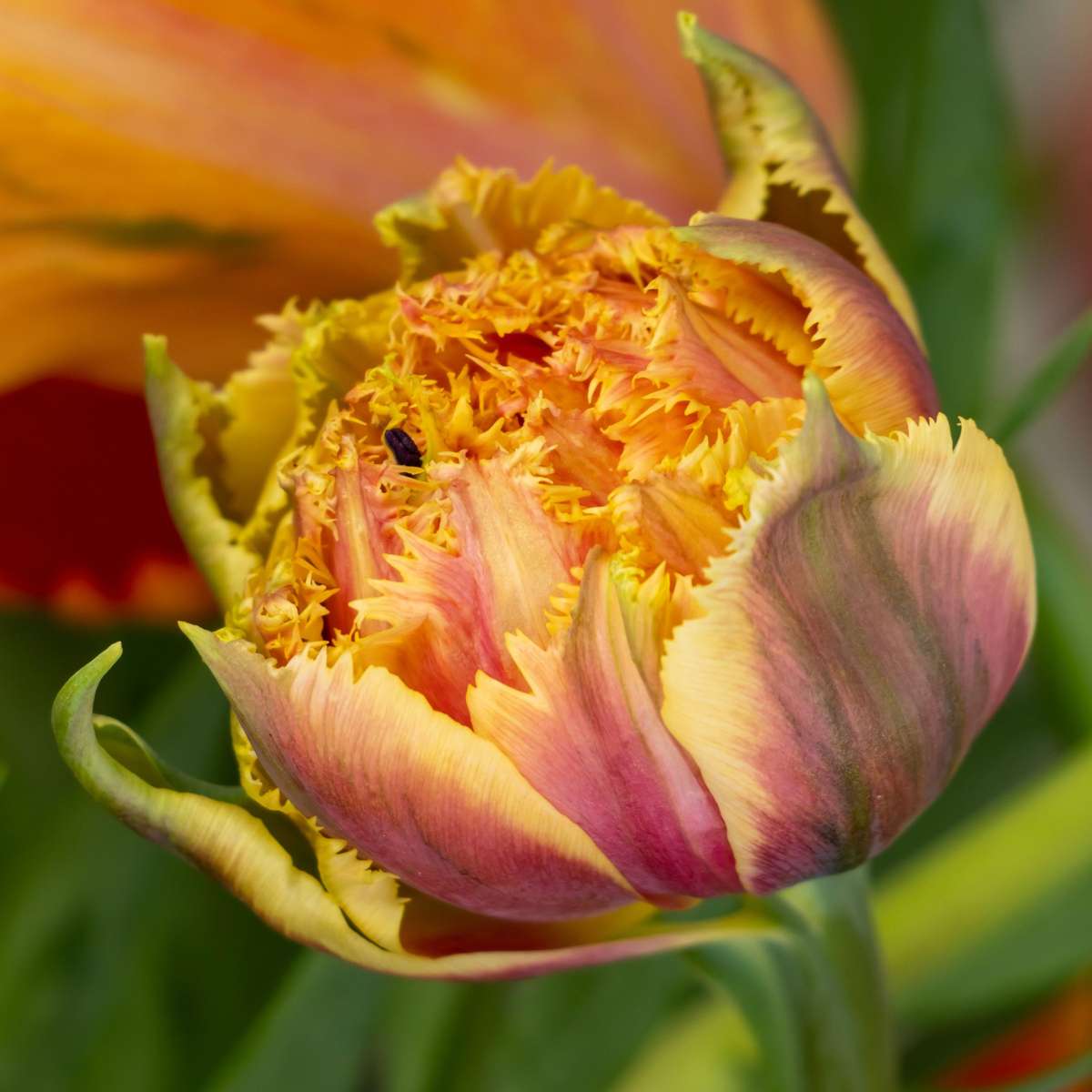 Bulbi de lalele - 10 buc - Tulipa 'Brisbane' - Bulbi de flori - Roz