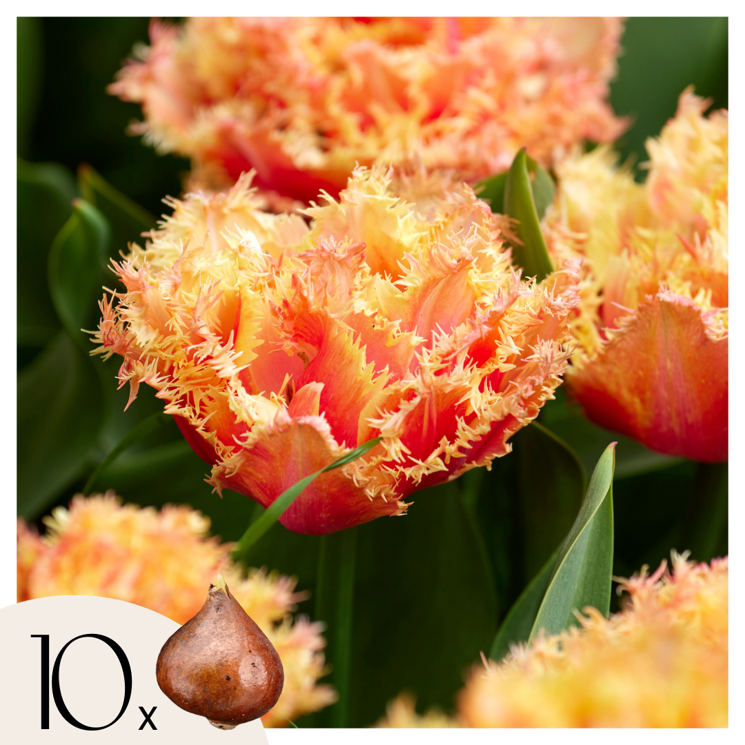 Bulbi de lalele - 10 buc - Tulipa 'Brisbane' - Bulbi de flori - Roz