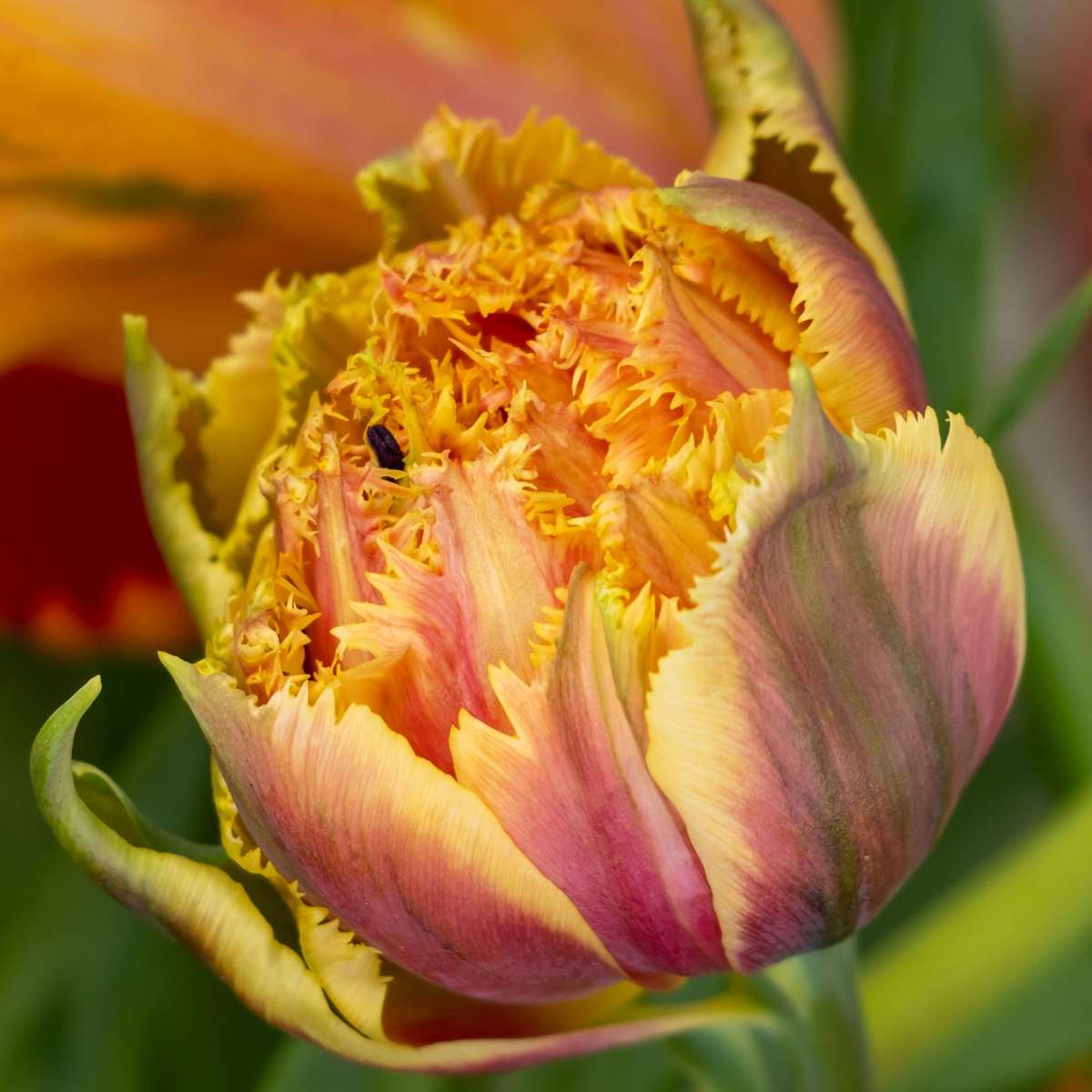 Bulbi de lalele - 15 buc - Tulipa 'Brisbane' - Bulbi de flori - Roz