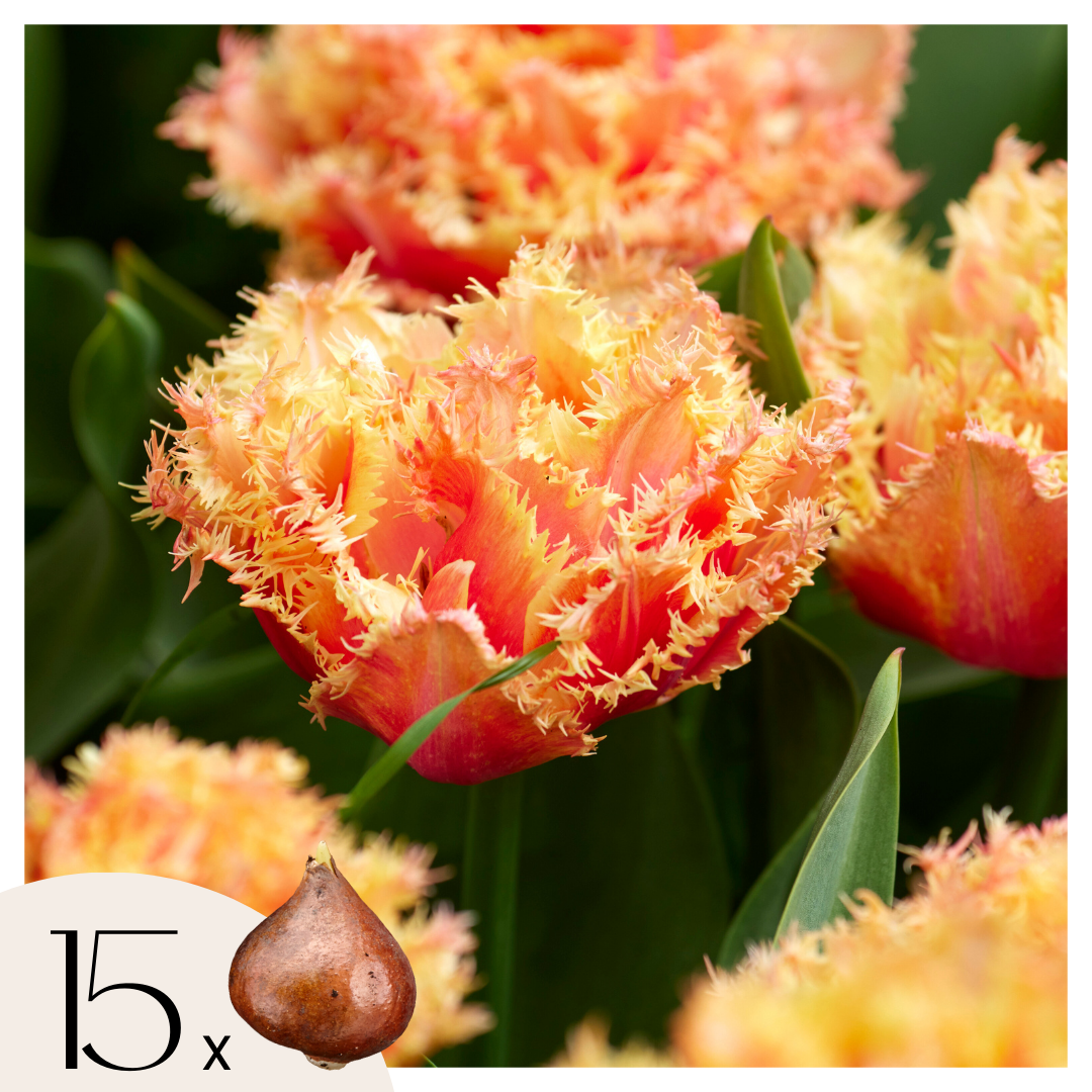 Bulbi de lalele - 15 buc - Tulipa 'Brisbane' - Bulbi de flori - Roz