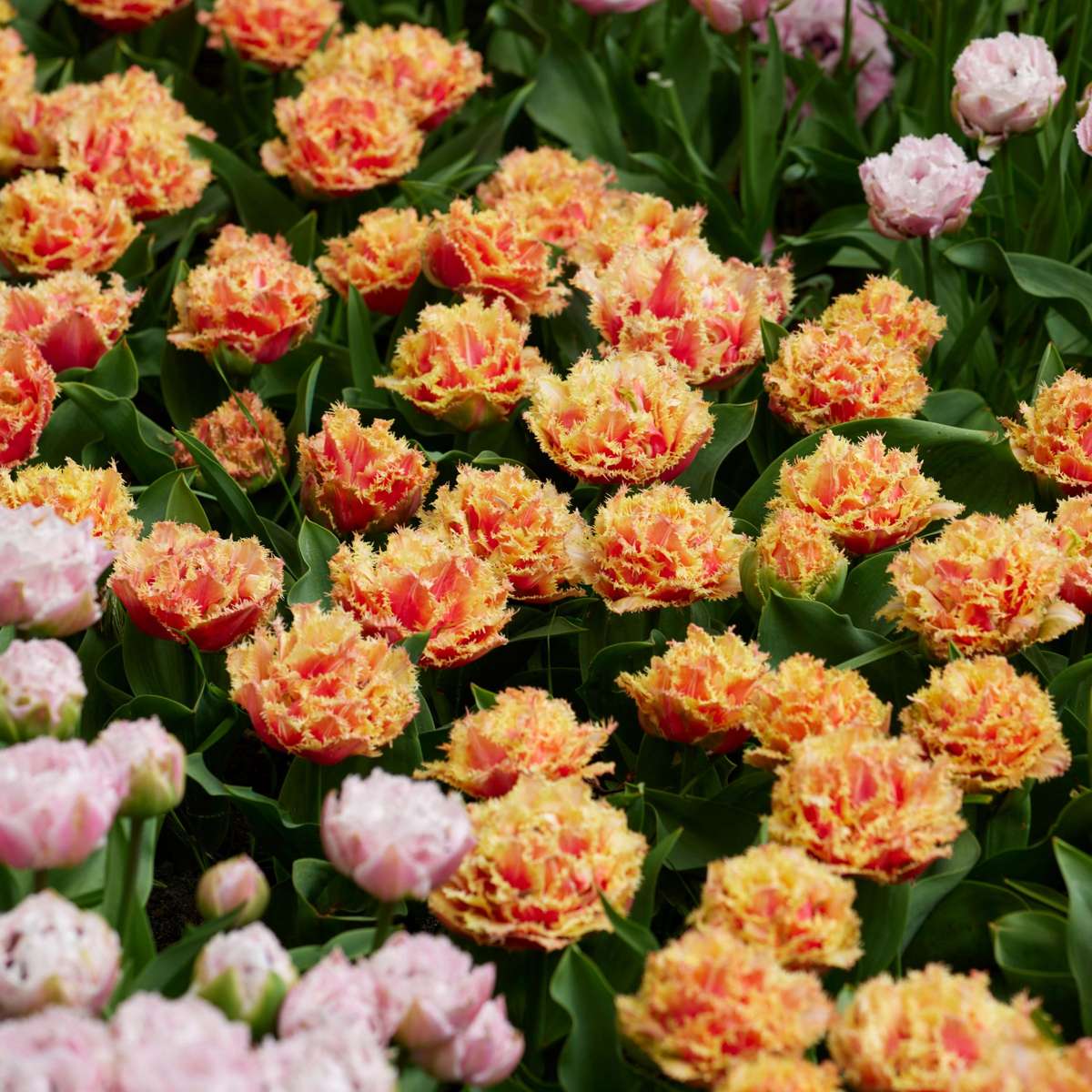 Bulbi de lalele - 20 buc - Tulipa 'Brisbane' - Bulbi de flori - Roz