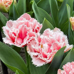 Bulbi de lalele - 15 buc - Tulipa 'Queensland' - Bulbi de flori - Roz