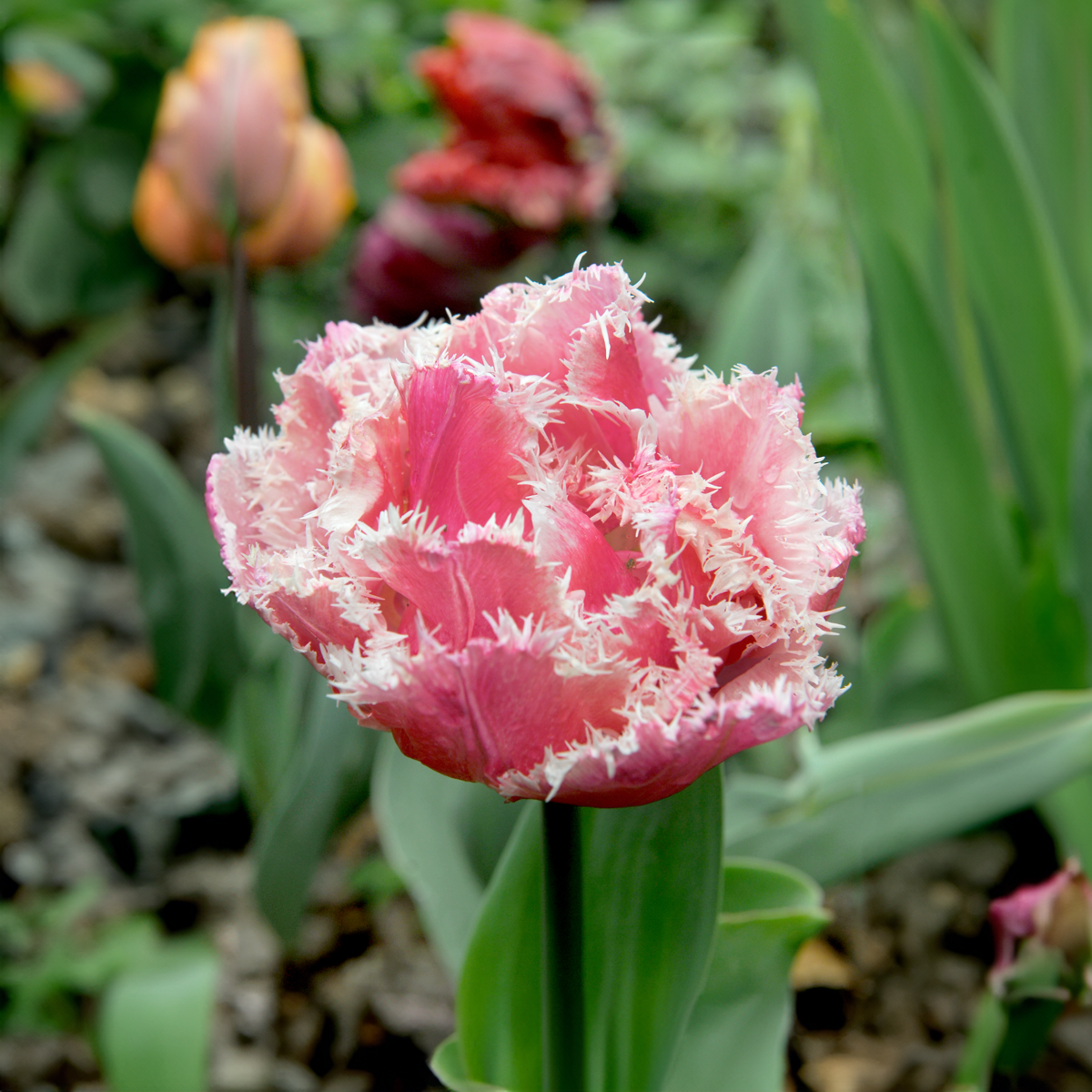 Bulbi de lalele - 10 buc - Tulipa 'Queensland' - Bulbi de flori - Roz
