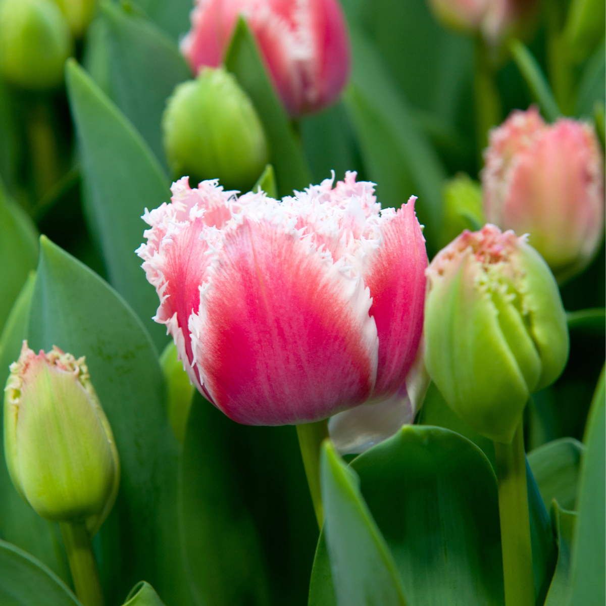 Bulbi de lalele - 10 buc - Tulipa 'Queensland' - Bulbi de flori - Roz