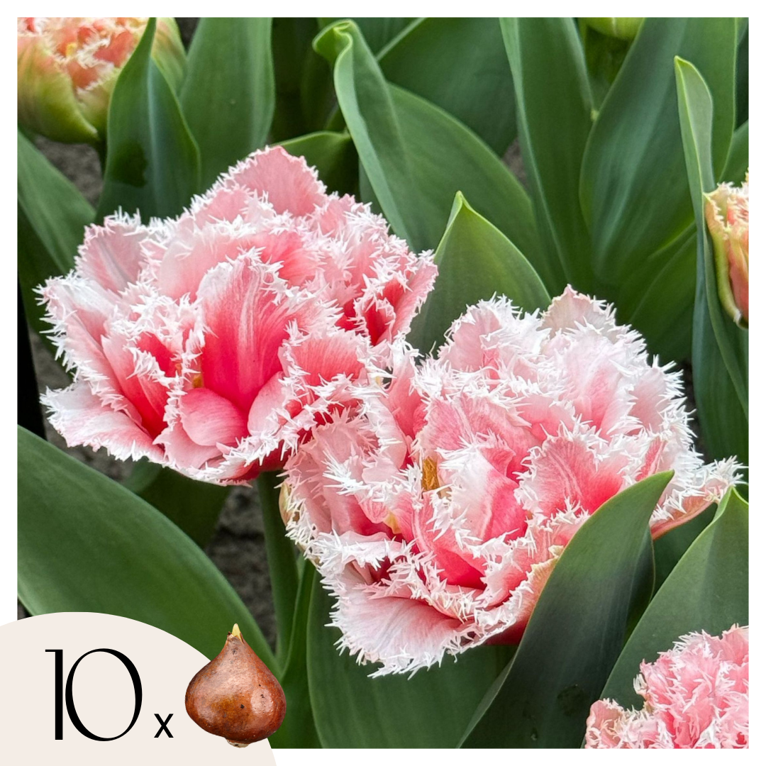 Bulbi de lalele - 10 buc - Tulipa 'Queensland' - Bulbi de flori - Roz