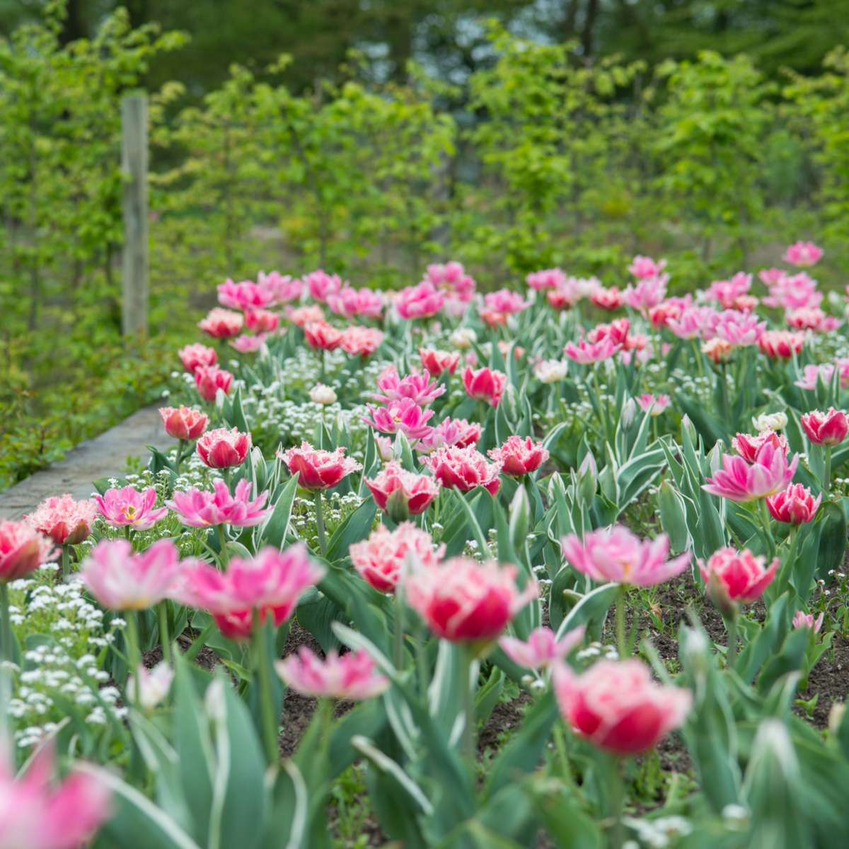 Bulbi de lalele - 15 buc - Tulipa 'Queensland' - Bulbi de flori - Roz