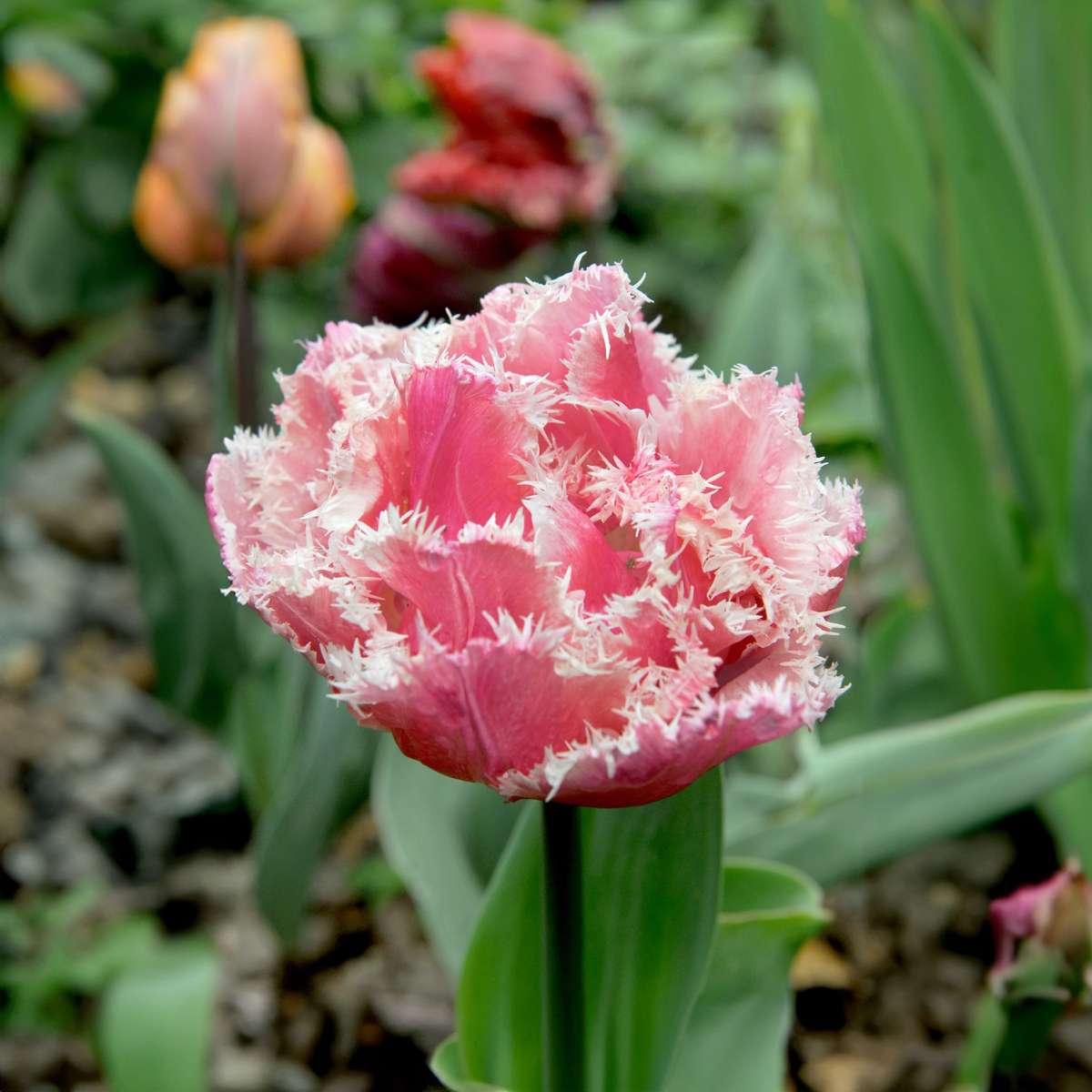 Bulbi de lalele - 20 buc - Tulipa 'Queensland' - Bulbi de flori - Roz