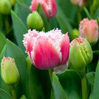 Bulbi de lalele - 20 buc - Tulipa 'Queensland' - Bulbi de flori - Roz