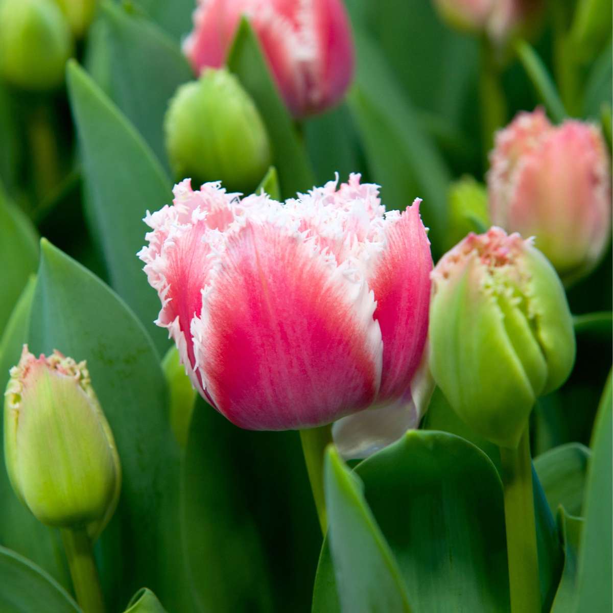 Bulbi de lalele - 20 buc - Tulipa 'Queensland' - Bulbi de flori - Roz