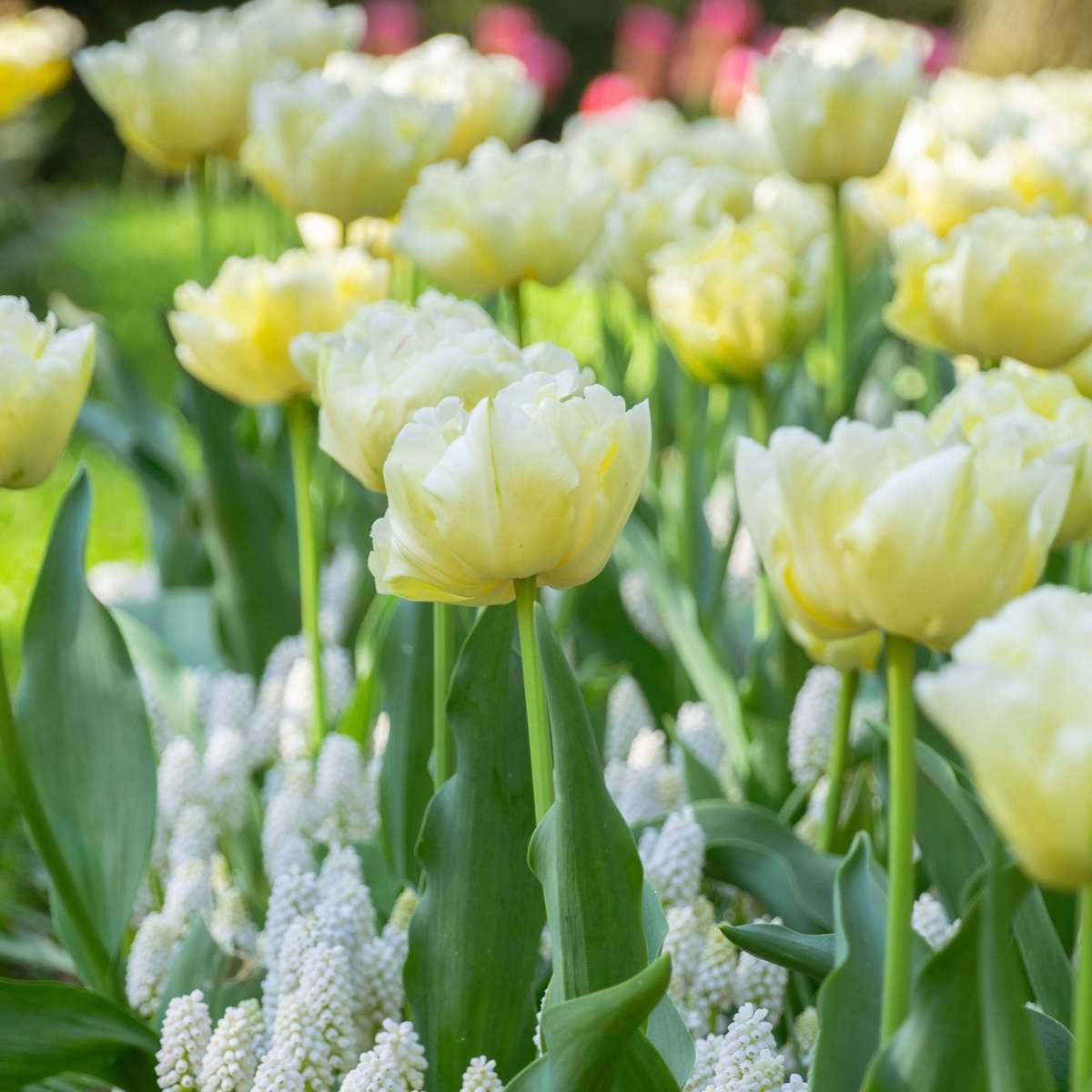 Bulbi de lalele - 14 buc - Tulipa 'Avant Garde' - Bulbi de flori - Galben