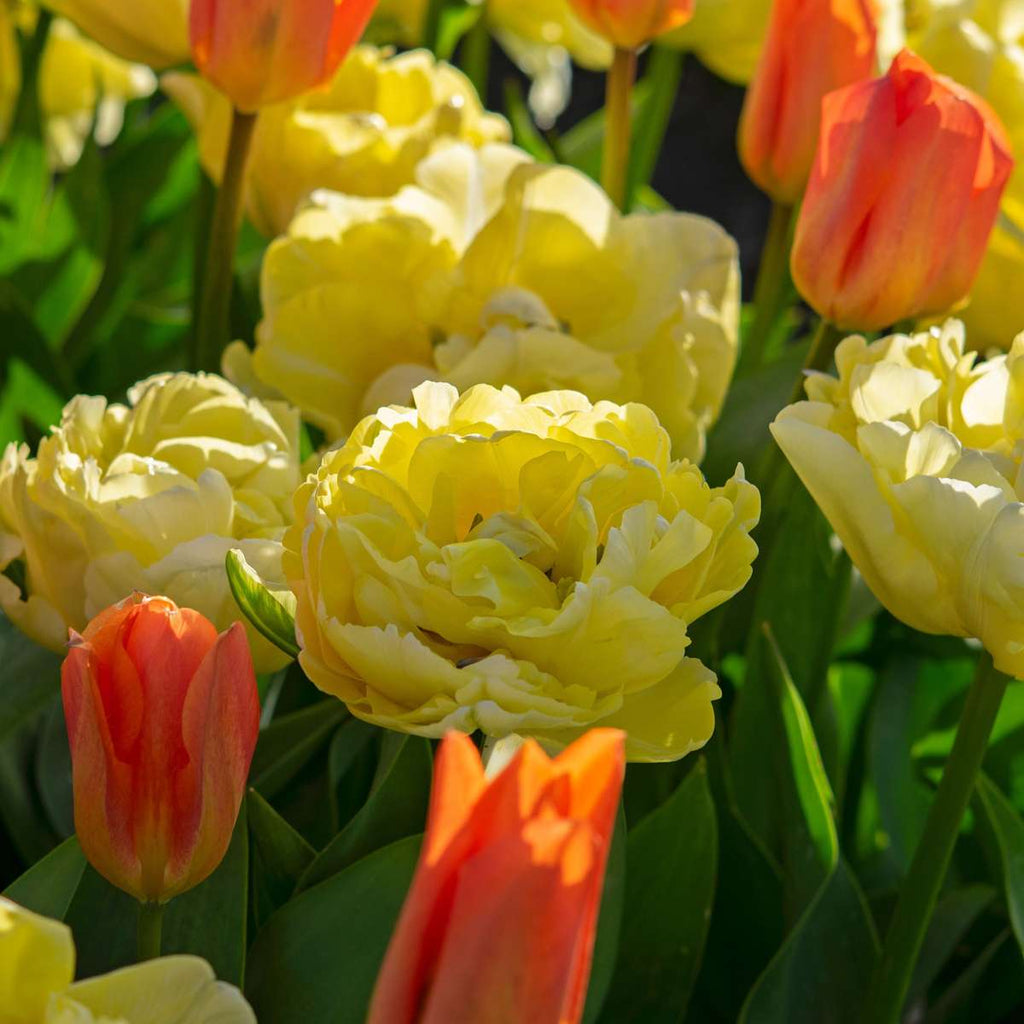 Bulbi de lalele - 21 buc - Tulipa 'Avant Garde' - Bulbi de flori - Galben