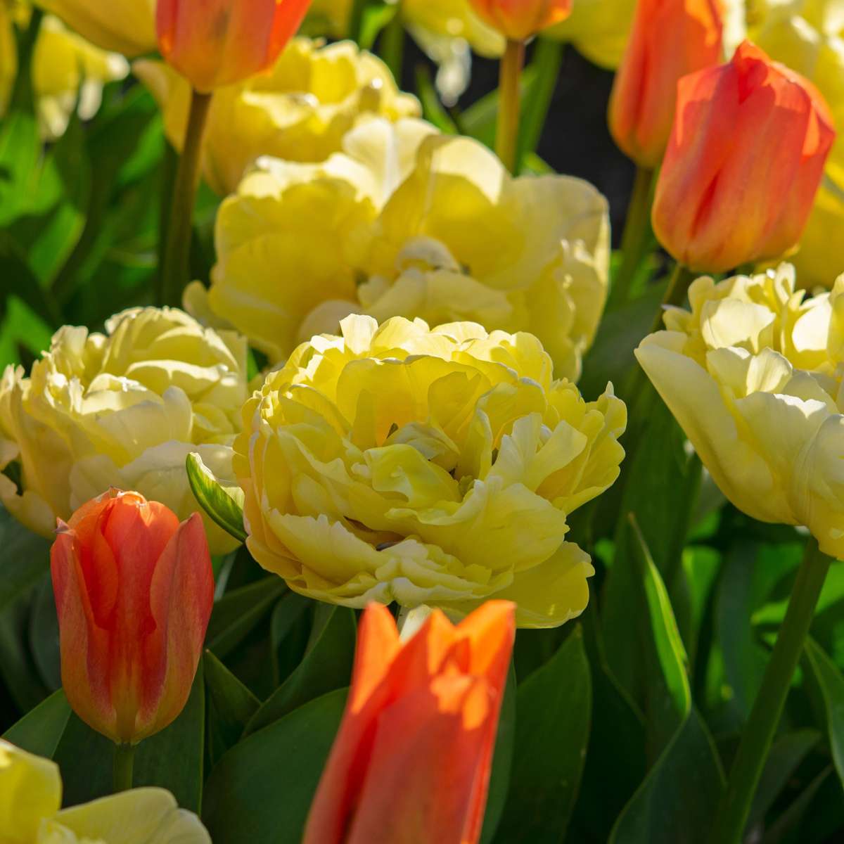 Bulbi de lalele - 21 buc - Tulipa 'Avant Garde' - Bulbi de flori - Galben