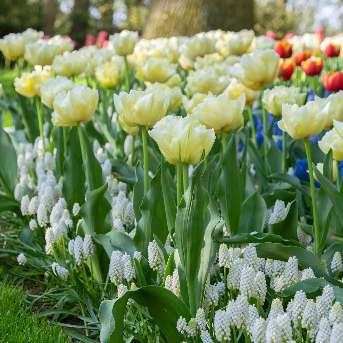 Bulbi de lalele - 21 buc - Tulipa 'Avant Garde' - Bulbi de flori - Galben