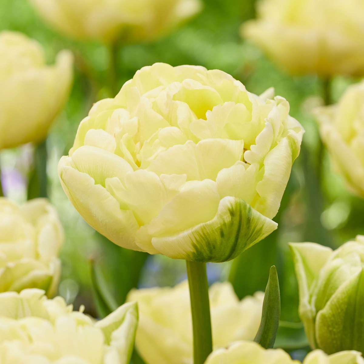 Bulbi de lalele - 21 buc - Tulipa 'Avant Garde' - Bulbi de flori - Galben