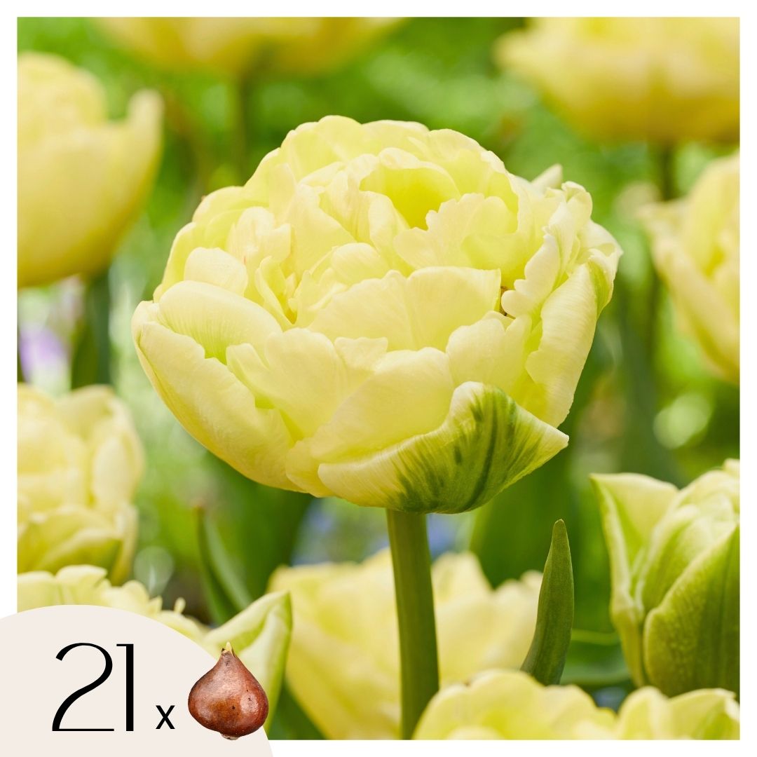 Bulbi de lalele - 21 buc - Tulipa 'Avant Garde' - Bulbi de flori - Galben
