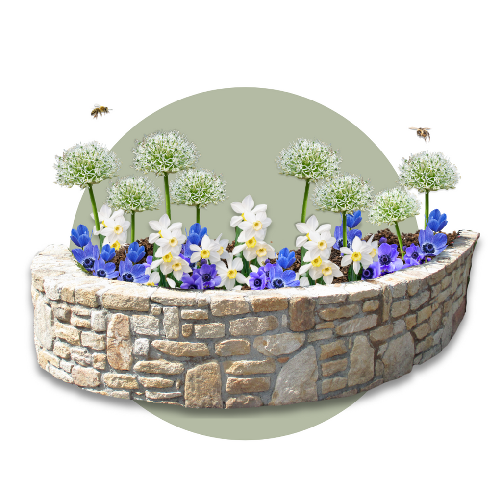 Bulbi - 35 buc - Cutie Sunny Garden - Anemonă, Allium, Narcis