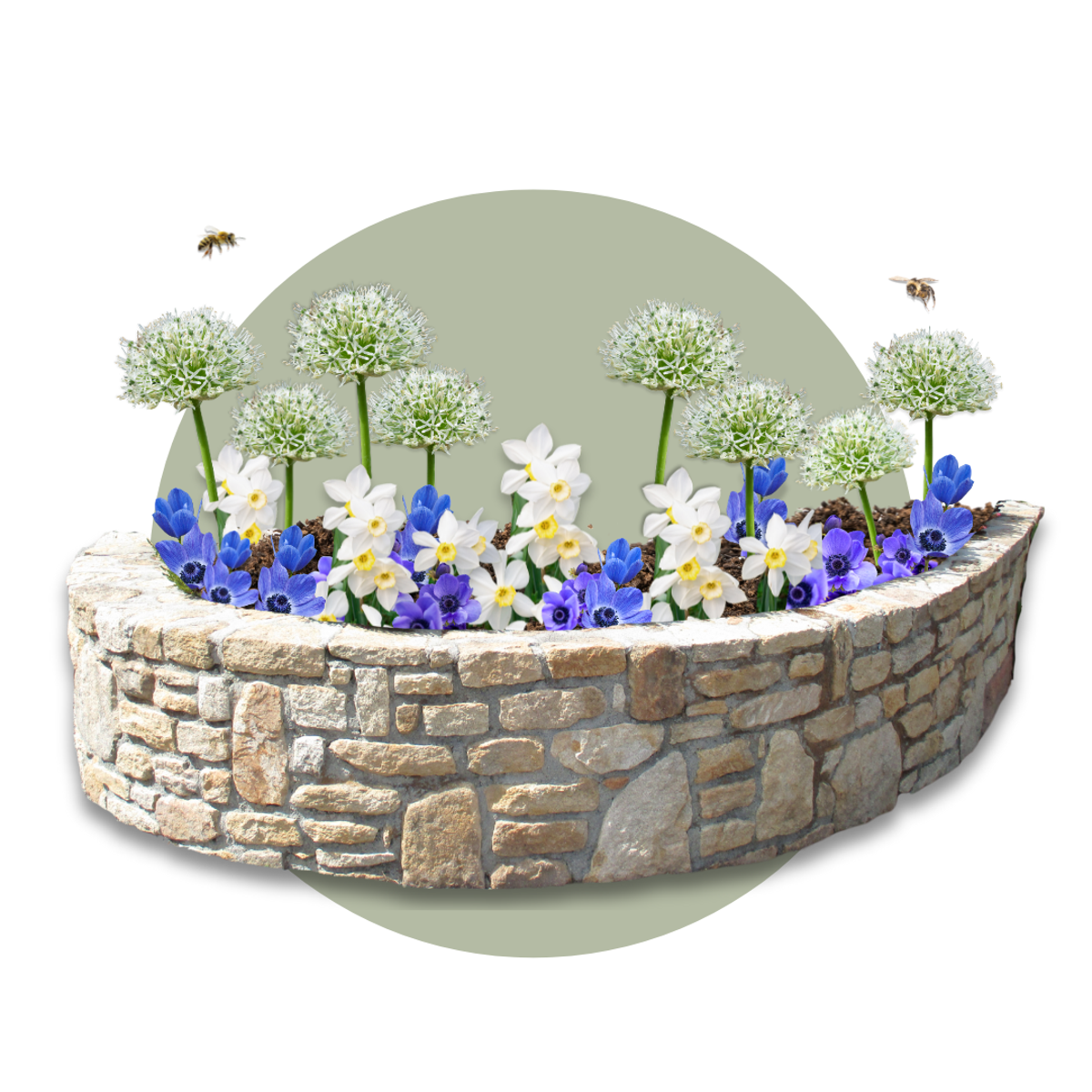 Bulbi - 35 buc - Cutie Sunny Garden - Anemonă, Allium, Narcis