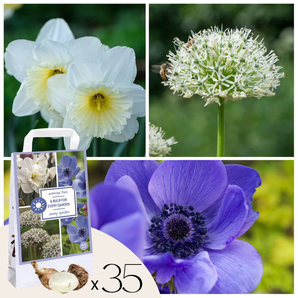 Bulbi - 35 buc - Cutie Sunny Garden - Anemonă, Allium, Narcis