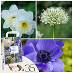 Bulbi - 35 buc - Cutie Sunny Garden - Anemonă, Allium, Narcis