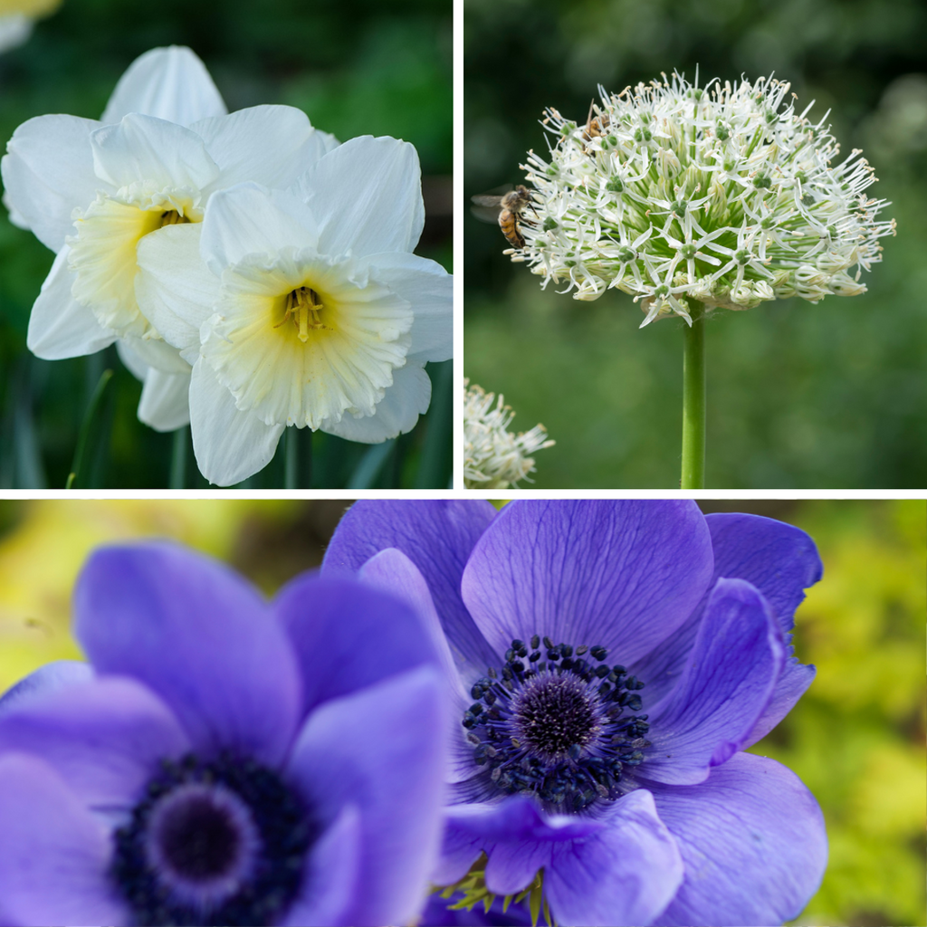 Bulbi - 35 buc - Cutie Sunny Garden - Anemonă, Allium, Narcis