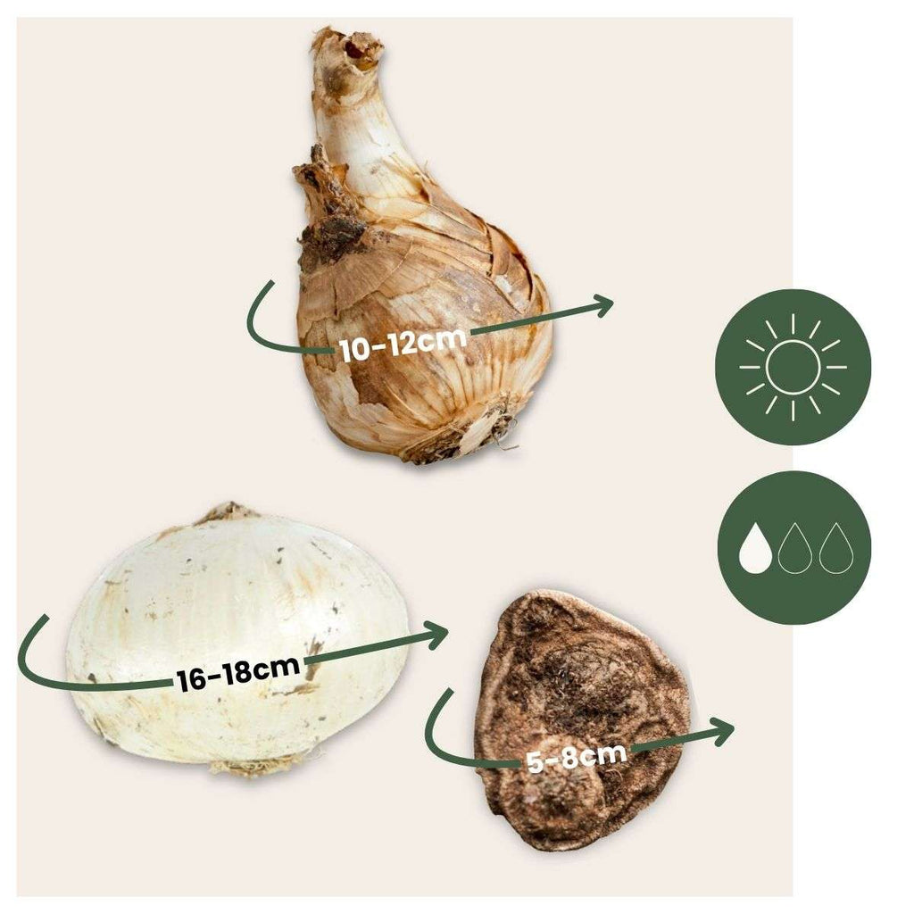 Bulbi - 35 buc - Cutie Sunny Garden - Anemonă, Allium, Narcis