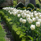 Bulbi de lalele - 14 buc - Tulipa 'Northcap' - Bulbi de flori - Galben