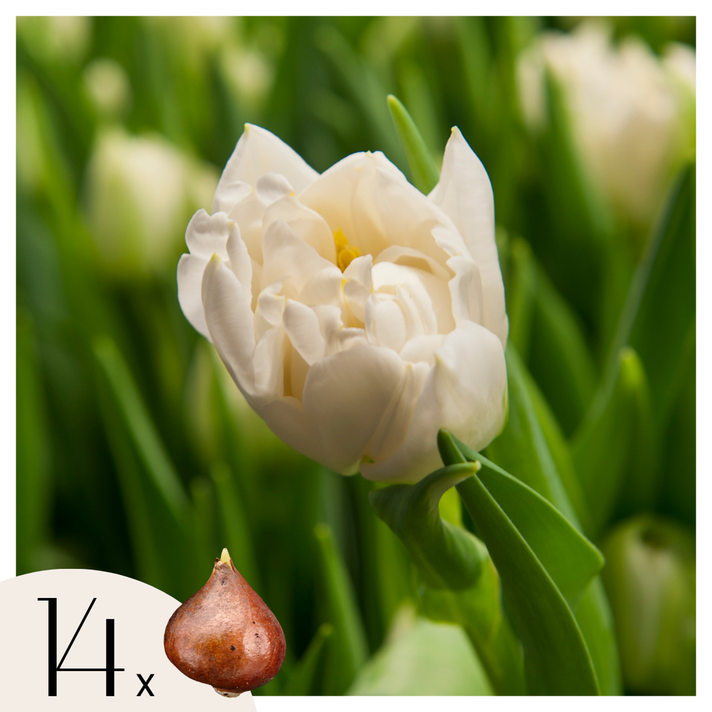 Bulbi de lalele - 14 buc - Tulipa 'Northcap' - Bulbi de flori - Galben