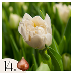 Bulbi de lalele - 14 buc - Tulipa 'Northcap' - Bulbi de flori - Galben