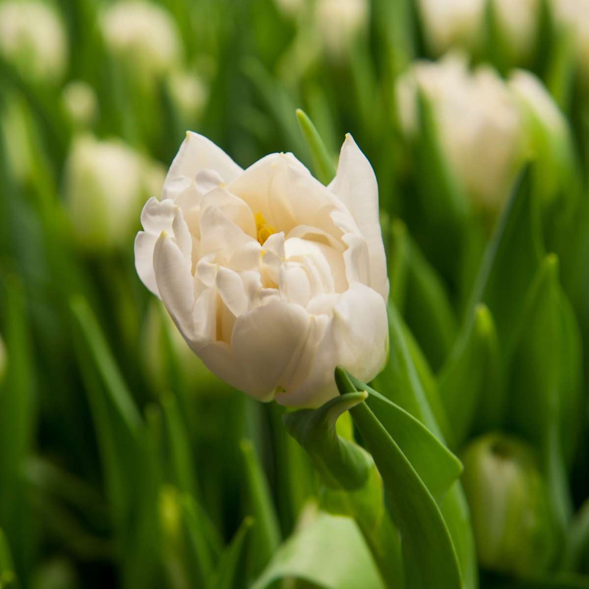 Bulbi de lalele - 21 buc - Tulipa 'Northcap' - Bulbi de flori - Galben