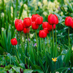 Bulbi de lalele - 14 buc - Tulipa 'Red Impression' - Bulbi de flori - Roşu