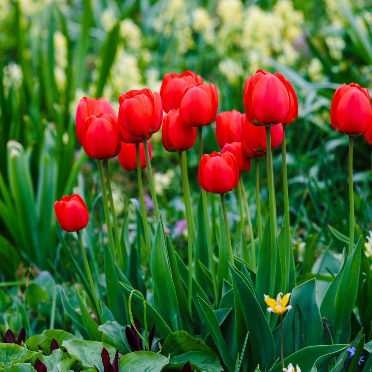 Bulbi de lalele - 14 buc - Tulipa 'Red Impression' - Bulbi de flori - Roşu
