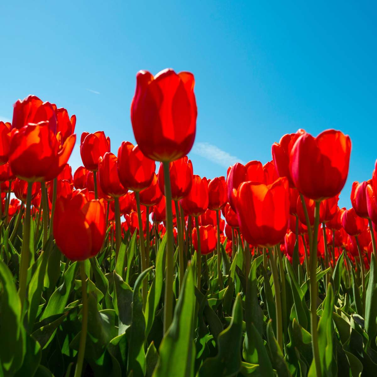 Bulbi de lalele - 14 buc - Tulipa 'Red Impression' - Bulbi de flori - Roşu